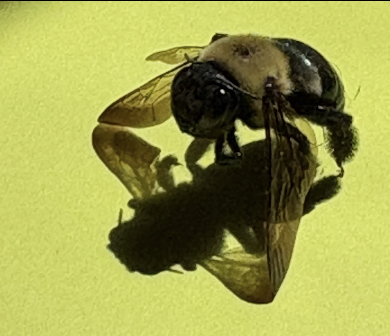 Introspective Bee Reflections